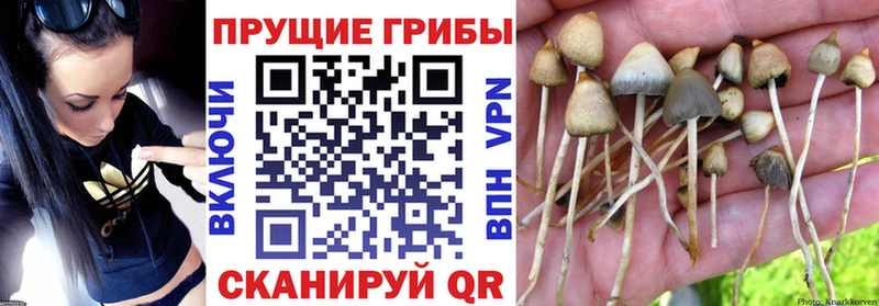 хочу   blacksprut онион  Галлюциногенные грибы Magic Shrooms  Ряжск 